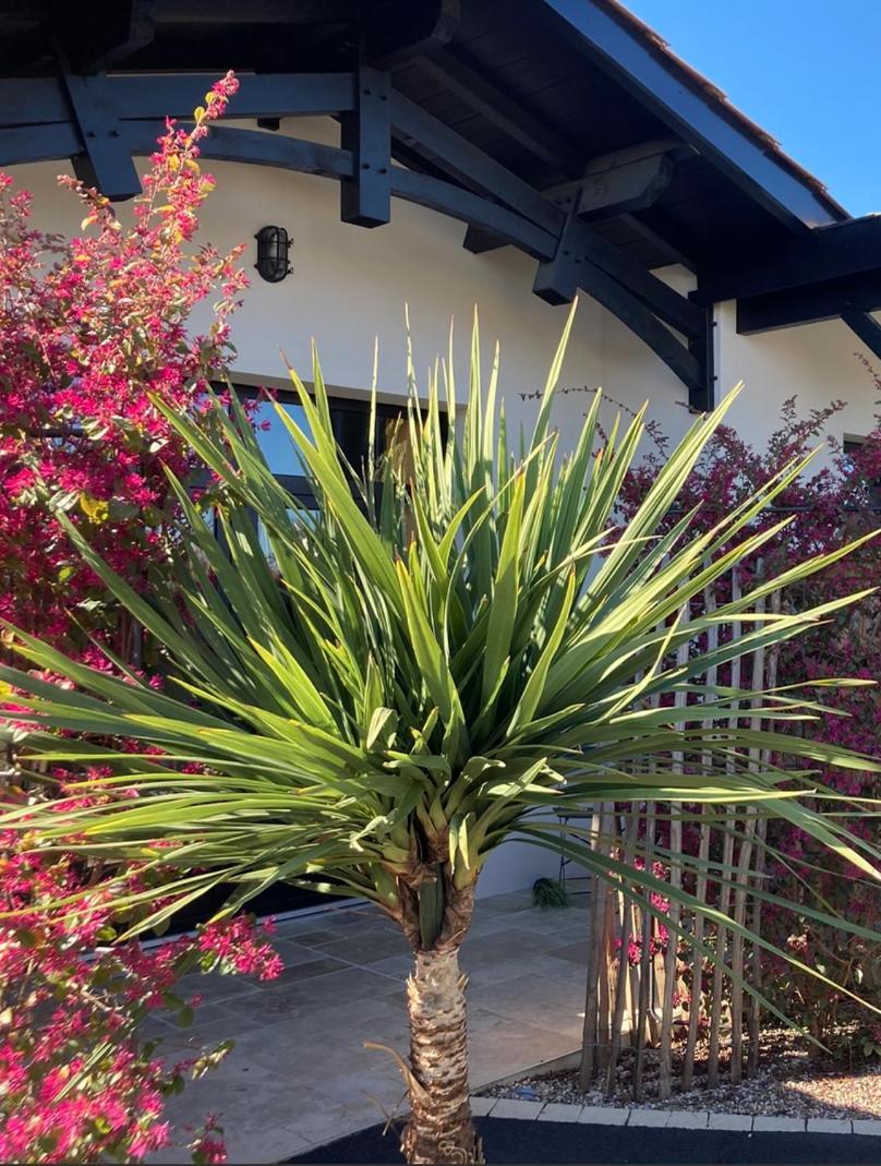 Hotel Particulier - Les Lodges Du Bassin D'Arcachon- Petit-Dejeuner Sur Demande- Prestations Haut De Gamme Gujan-Mestras Bagian luar foto